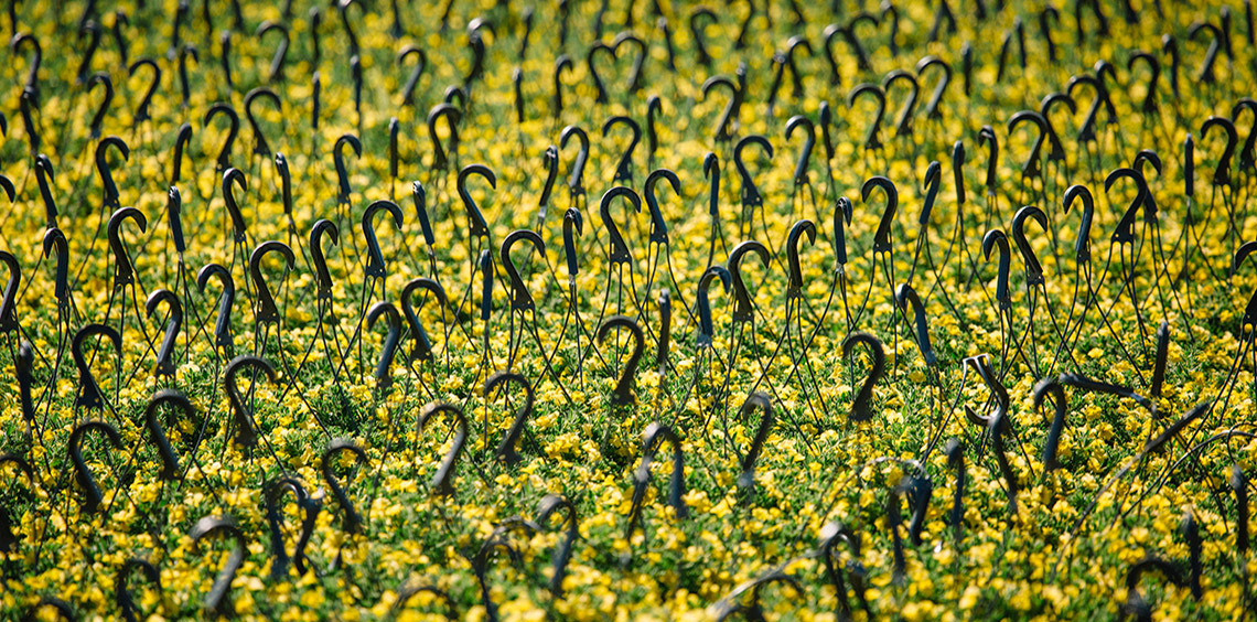 Metrolina Flowers