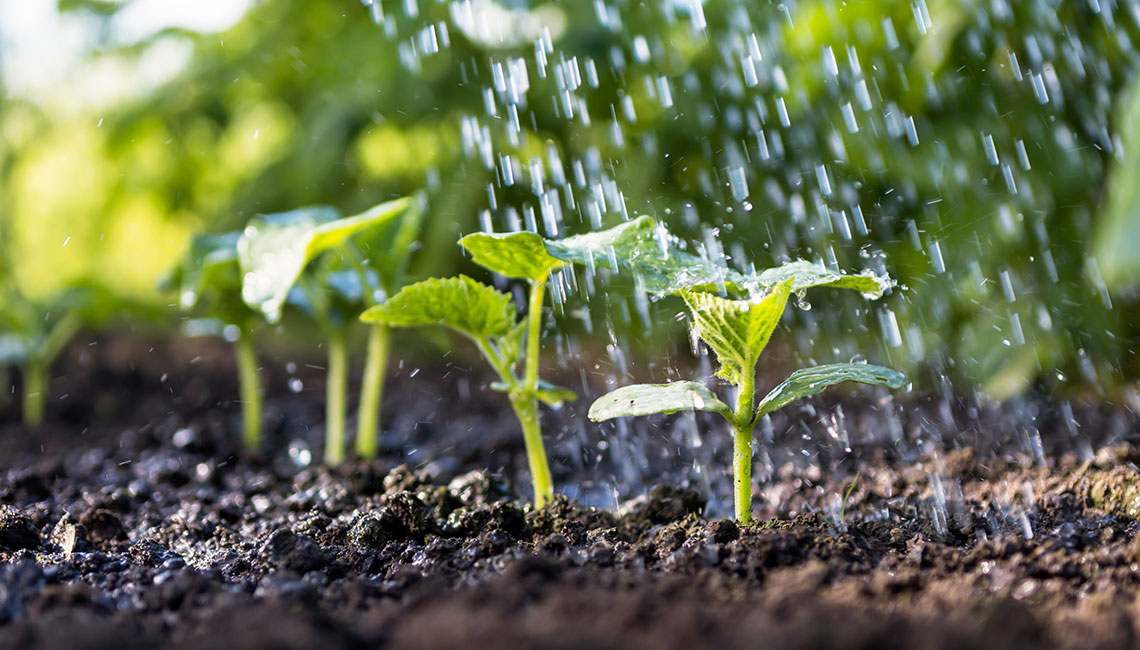 rain_garden.jpg
