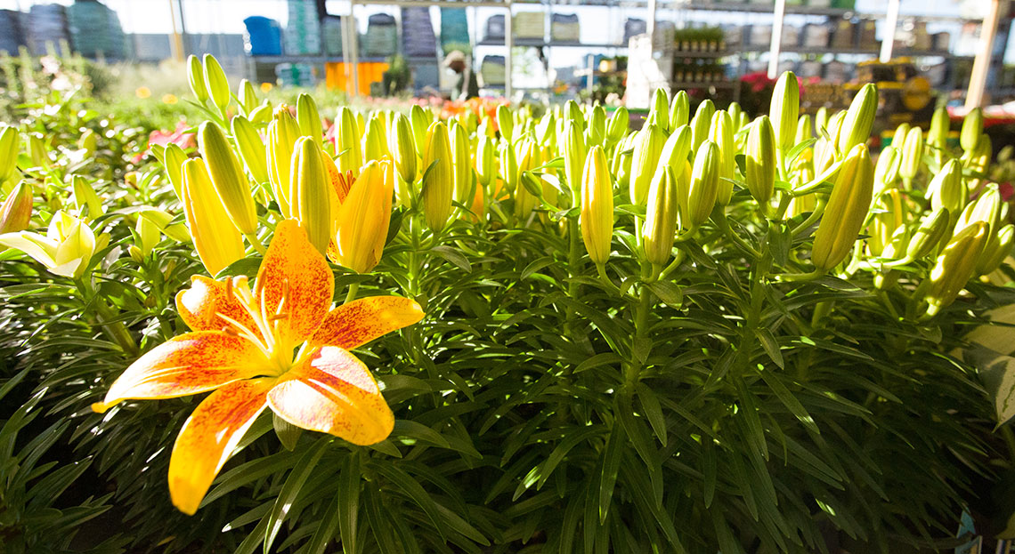 flower_bloom.jpg