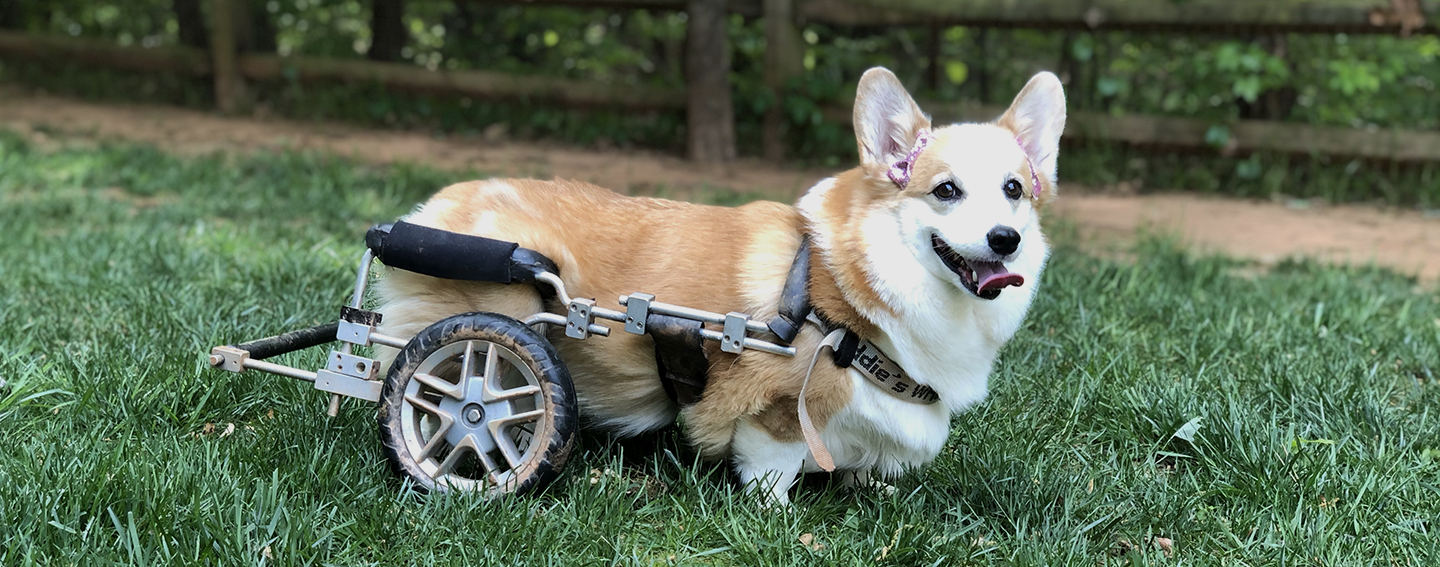 Buttercup the corgi
