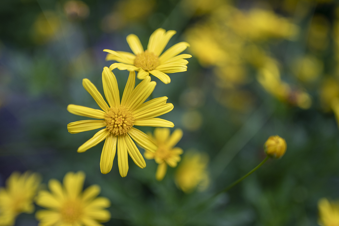 GardenersGuide_Full8.jpg