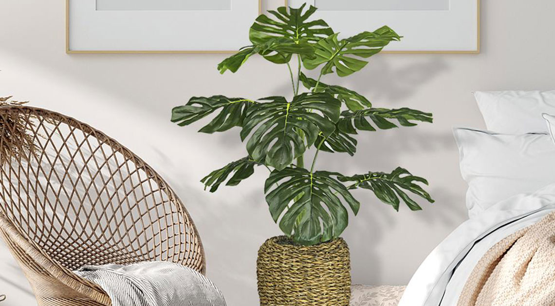 monstera.jpg
