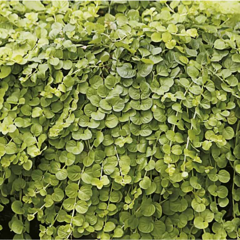 creeping-jenny.jpg