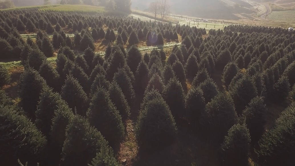 O Christmas tree Go Christmas tree